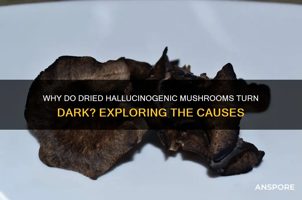 what causes dried hallucinogenic mushrooms to be dark