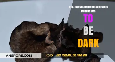 Why Do Dried Hallucinogenic Mushrooms Turn Dark? Exploring Causes