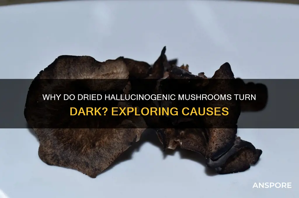 what causes dried halucinigenic mushrooms to be dark