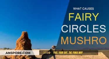 Mysterious Fairy Circles: Mushrooms' Magical Patterns Explained