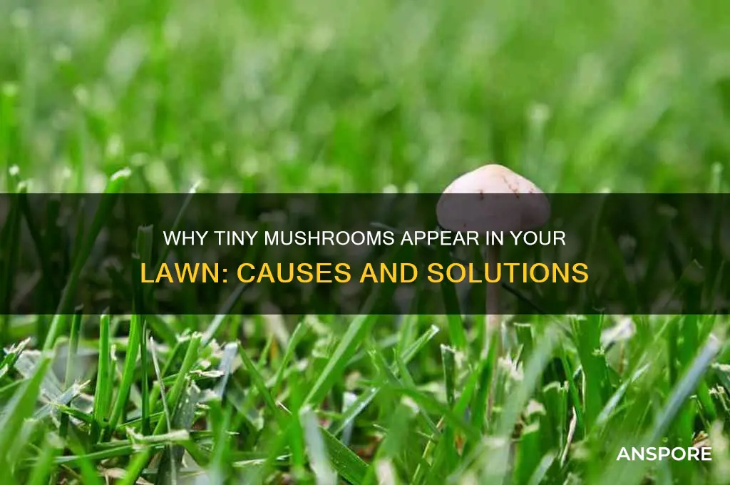what causes fungus little mushrooms to grow in lawn