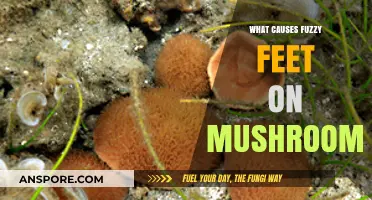 Unraveling the Mystery: What Causes Fuzzy Feet on Mushrooms?