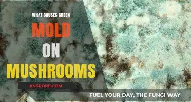 Understanding Green Mold on Mushrooms: Causes and Prevention Tips