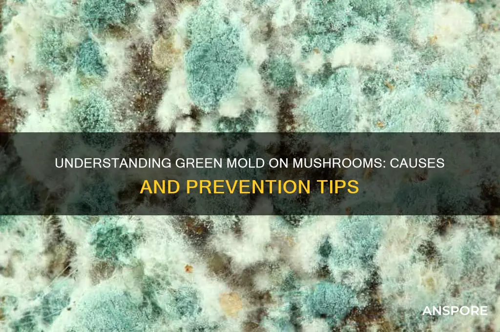 what causes green mold on mushrooms