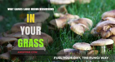 Why Large Brown Mushrooms Appear in Your Lawn: Causes Explained