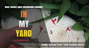 Why Large Mushrooms Suddenly Appear in Your Yard: Causes Explained