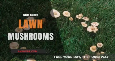 Mushroom Invasion: Causes of Lawn Fungus