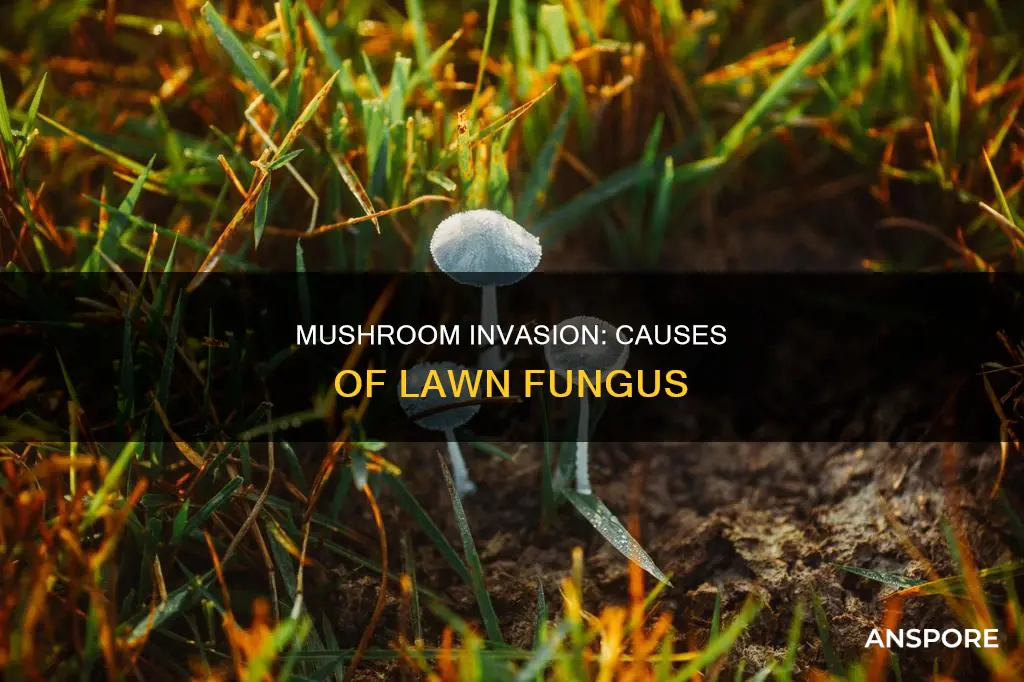 what causes lawn mushrooms