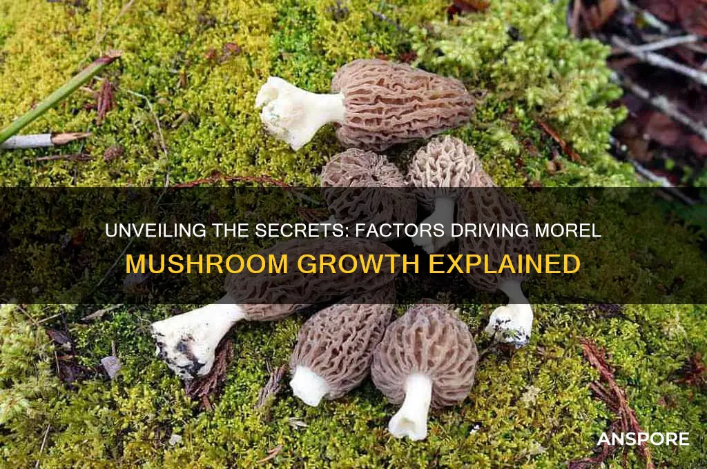 what causes morel mushrooms to grow