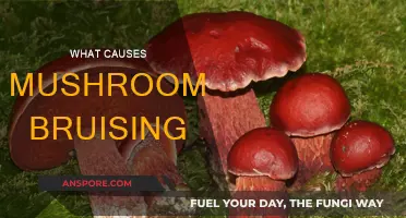 Mushroom Bruising: The Mystery Behind It