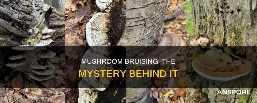 what causes mushroom bruising