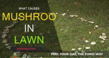 Mushroom Growth in Your Lawn: Causes and Solutions