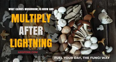 Lightning's Role in Mushroom Growth and Rapid Multiplication Explained