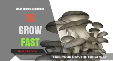 Rapid Mushroom Growth: Key Factors for Speedy Fungal Development
