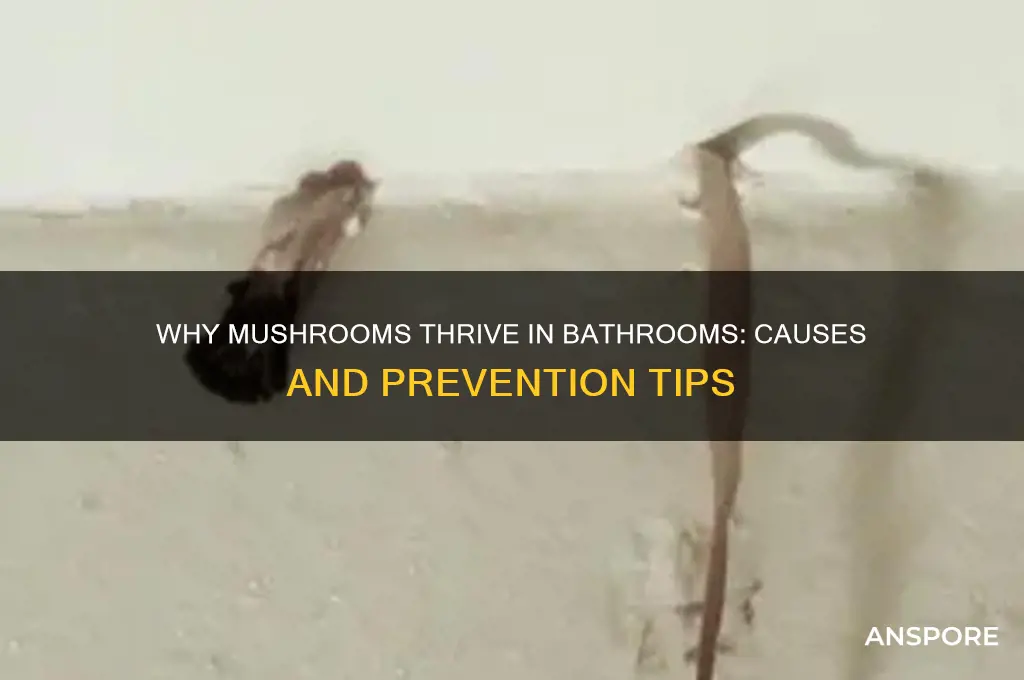 what causes mushroom to grow in bathroom