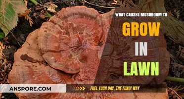 Why Mushrooms Suddenly Appear in Your Lawn: Causes and Solutions