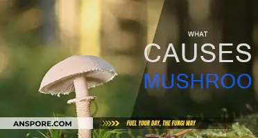 Mushroom Growth: Causes and Triggers