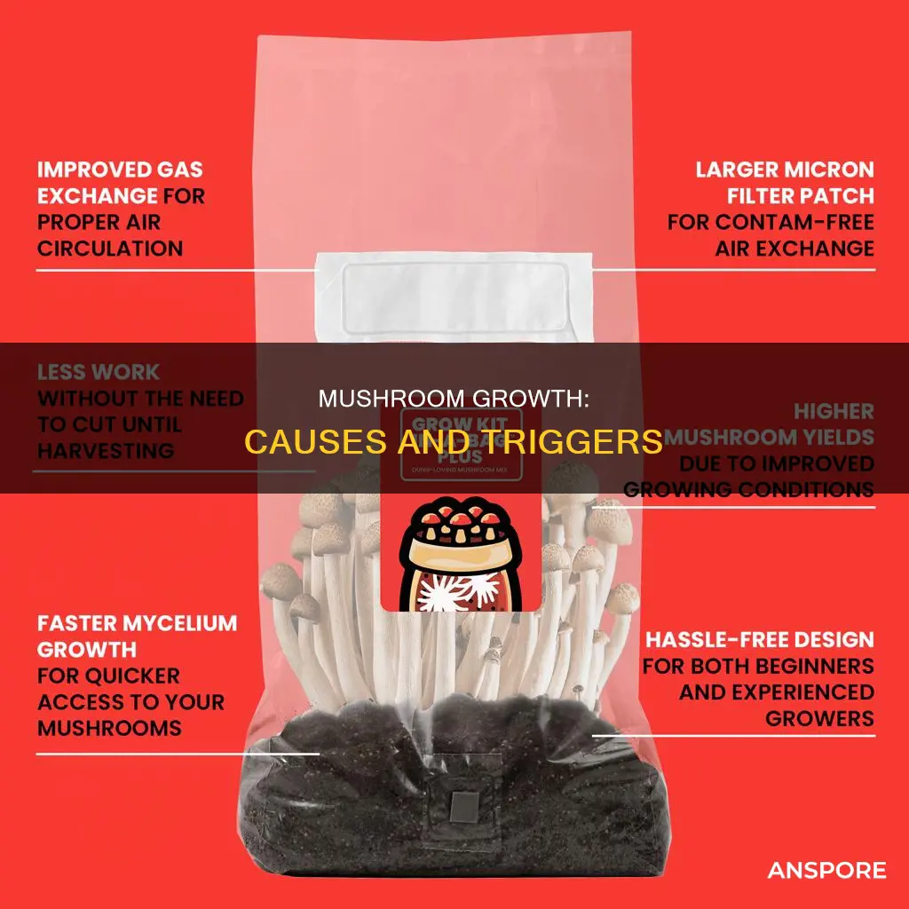 what causes mushroom