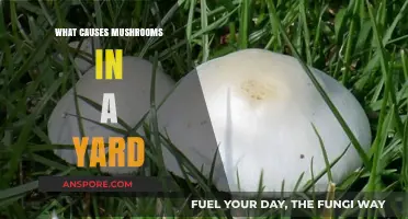 Why Mushrooms Pop Up in Your Yard: Causes and Solutions
