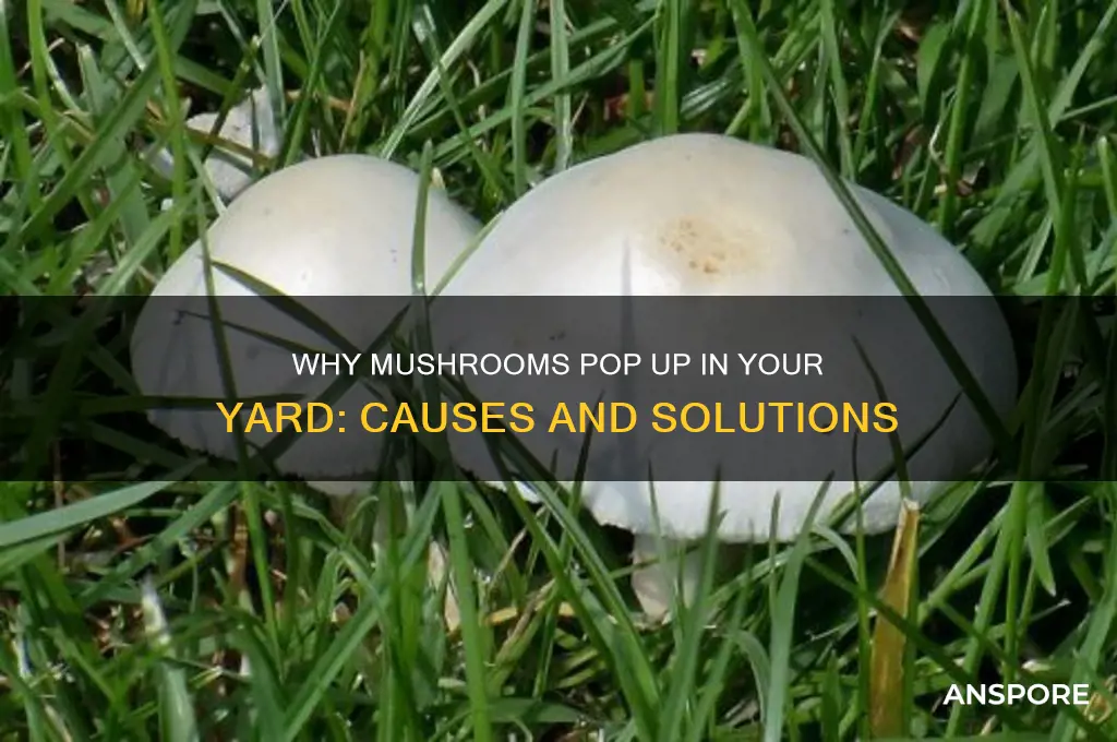 what causes mushrooms in a yard