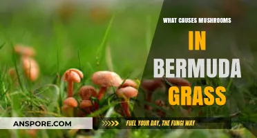 Uncovering the Causes of Mushrooms in Bermuda Grass: A Comprehensive Guide