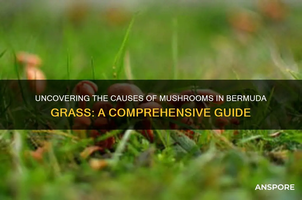 what causes mushrooms in bermuda grass