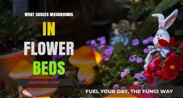 Why Mushrooms Appear in Flower Beds: Causes and Solutions