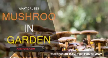 Mushroom Growth: Unveiling Garden's Fungal Mystery