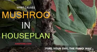 Mushroom Mystery: Why Houseplants Sprout Fungi