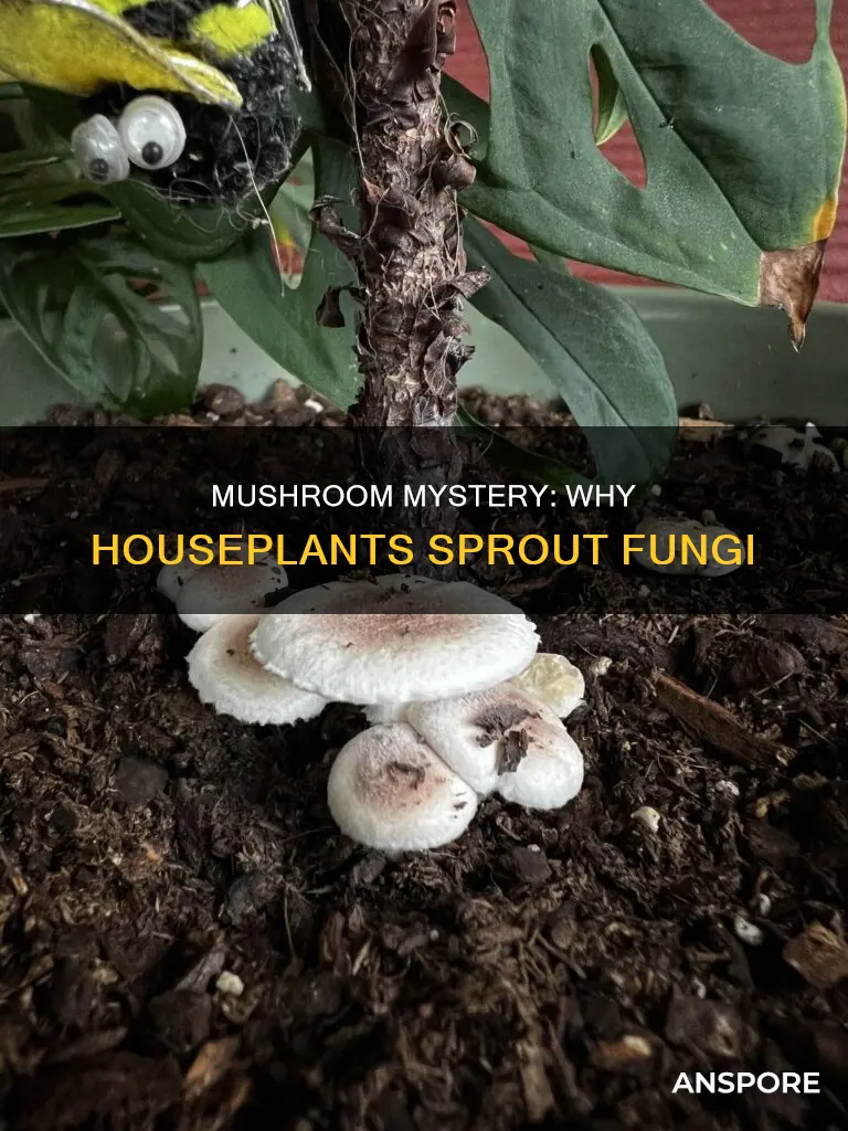 what causes mushrooms in houseplants