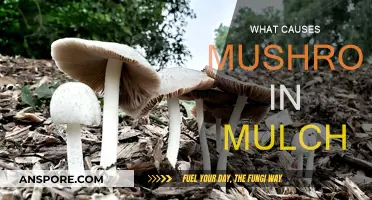 Mushroom Mulch: Why It Happens and How to Prevent It