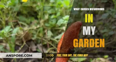 Why Mushrooms Suddenly Appear in Your Garden: Causes and Solutions