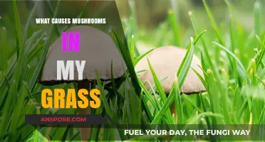 Why Mushrooms Pop Up in Your Lawn: Causes and Solutions