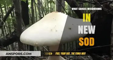 Why Mushrooms Appear in New Sod: Causes and Solutions Explained