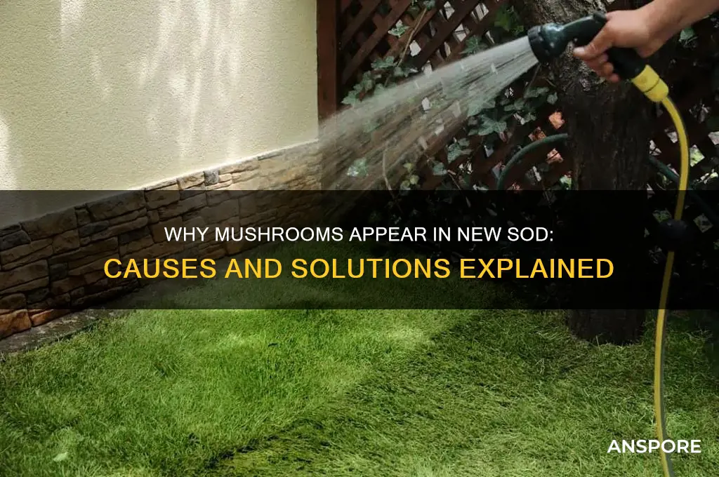 what causes mushrooms in new sod