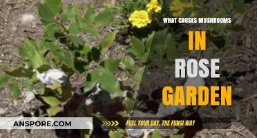 Why Mushrooms Appear in Your Rose Garden: Causes and Solutions