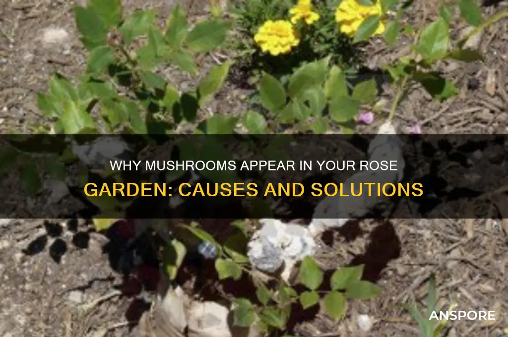 what causes mushrooms in rose garden
