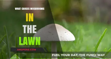 Why Mushrooms Pop Up in Your Lawn: Causes and Solutions