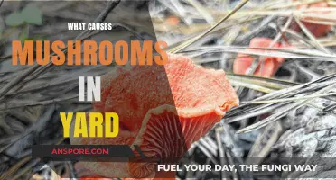 Mushroom Yard Invasion: What's the Cause?