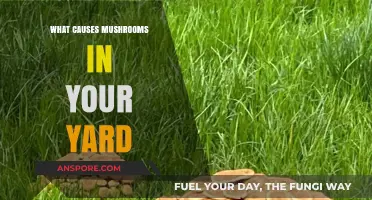 Why Mushrooms Pop Up in Your Yard: Causes and Solutions