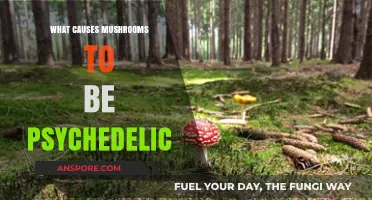 Unveiling the Psychedelic Power: What Makes Mushrooms Hallucinogenic?