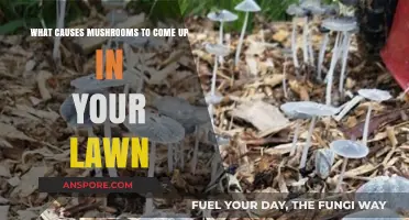 Why Mushrooms Suddenly Appear in Your Lawn: Causes Explained