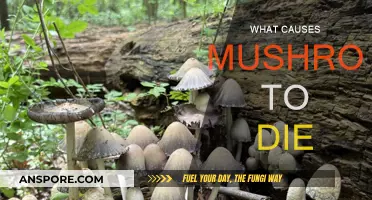 Mushrooms: Understanding Their Life and Death