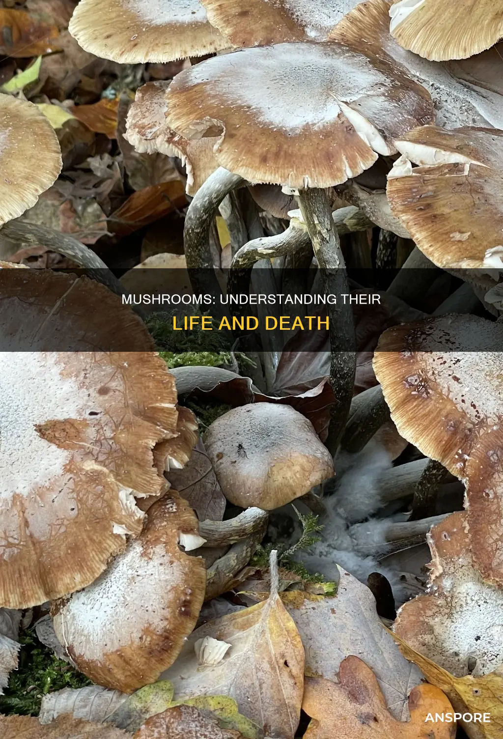 what causes mushrooms to die