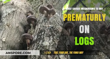 Why Mushrooms Dry Prematurely on Logs: Causes and Solutions