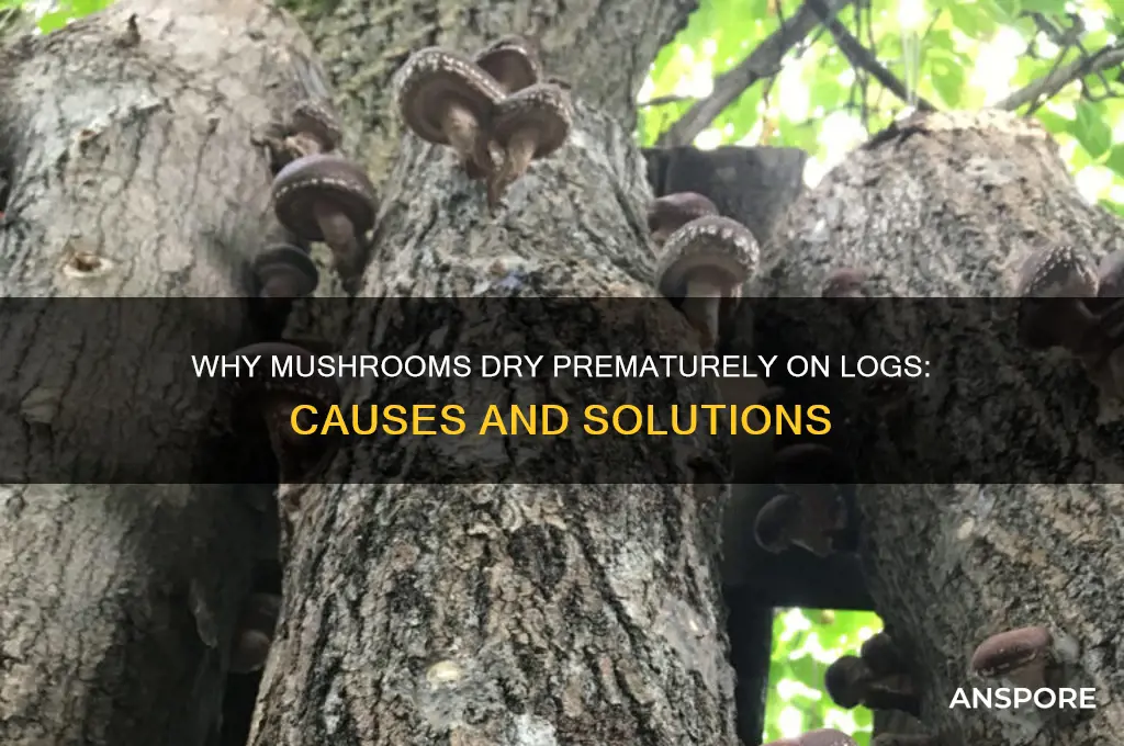 what causes mushrooms to dry prematurly on logs