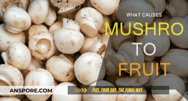 Mushroom Fruiting: What's the Trigger?