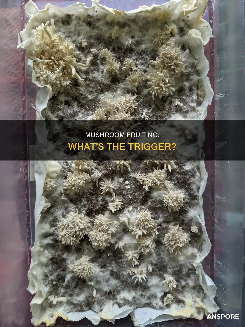 what causes mushrooms to fruit