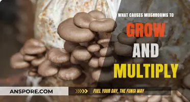 Unveiling the Secrets: Factors Driving Mushroom Growth and Multiplication