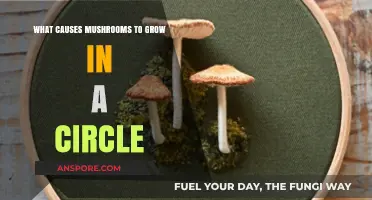 Why Mushrooms Form Fairy Rings: The Science Behind Circular Growth